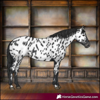 Horse Color:Black Near Leopard 