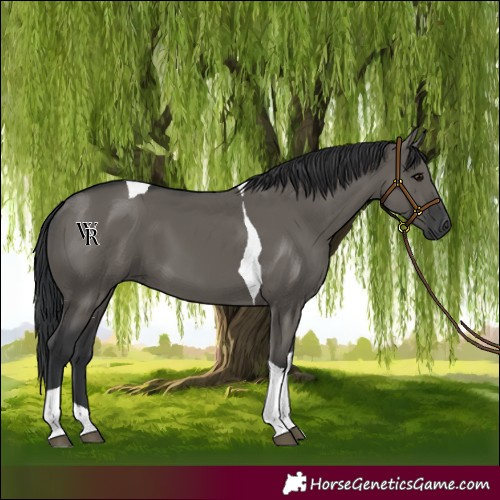 Horse Color:Grullo Tobiano 