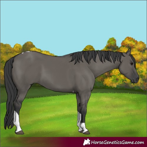 Horse Color:Grullo Tobiano 