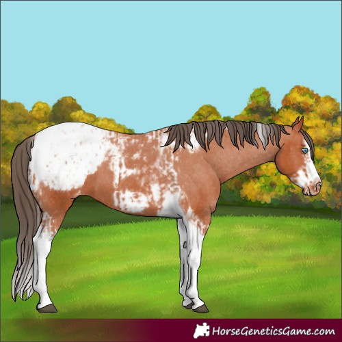 Horse Color:Bay Splash Tobiano Appaloosa  and Bay Splash Tobiano Frame Appaloosa 