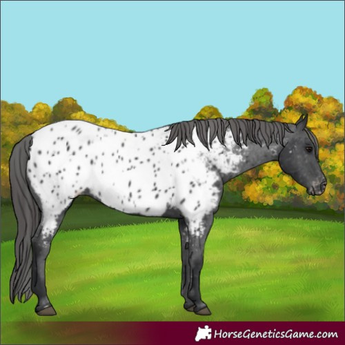 Horse Color:Black Appaloosa 