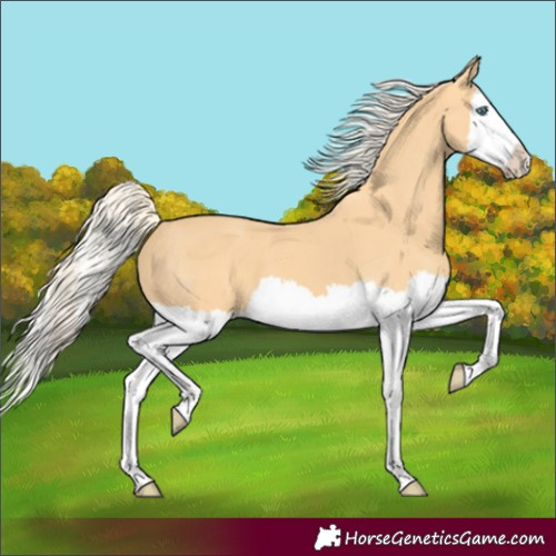 Horse Color:Palomino Splash 