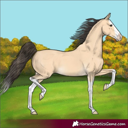Horse Color:Buckskin Splash 