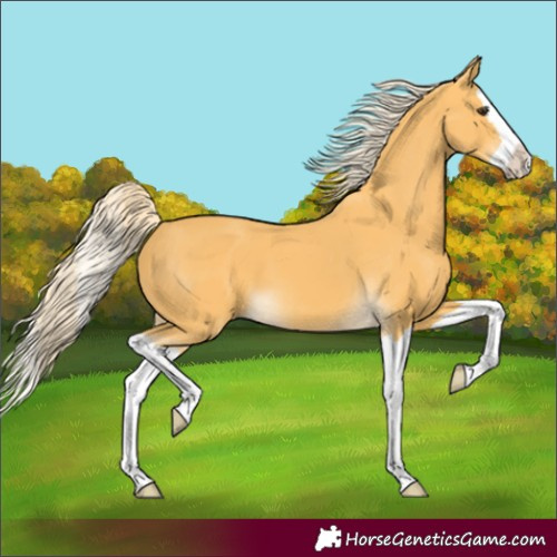 Horse Color:Palomino Splash 