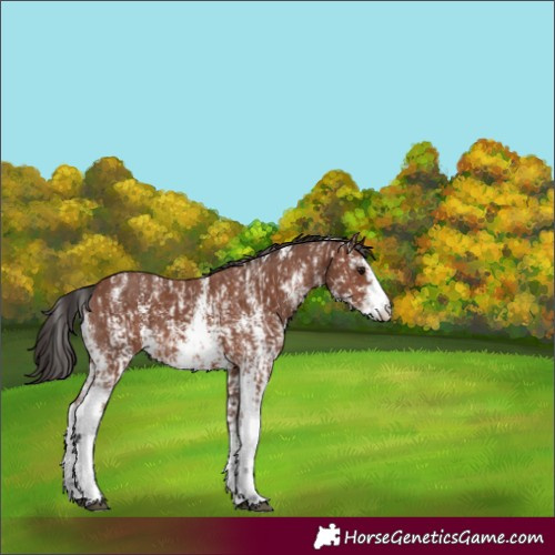 Horse Color:Bay Sabino Rabicano  and Brown Sabino Rabicano 