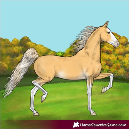 Horse Color:Palomino Splash 