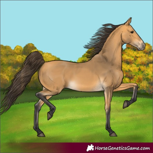 Horse Color:Buckskin 