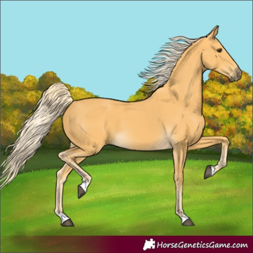 Horse Color:Palomino 