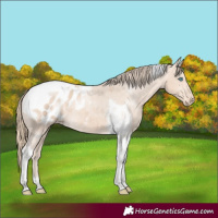 Horse Color:Perlino Tobiano Appaloosa 