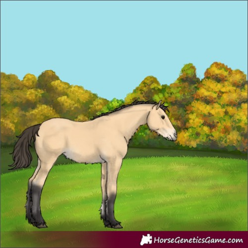 Horse Color:Unknown 