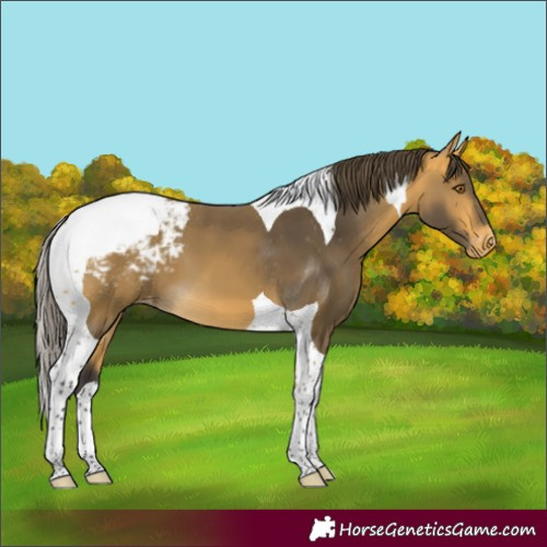 Horse Color:Buckskin Tobiano Appaloosa