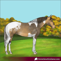 Horse Color:Buckskin Tobiano Appaloosa 
