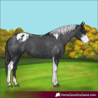 Horse Color:Black Sabino Tobiano Appaloosa 