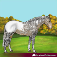 Horse Color:Powder White White Spotted Silver Buckskin Appaloosa Rabicano 