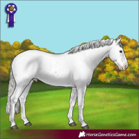 Horse Color:Powder White White Spotted Silver Buckskin Appaloosa Rabicano