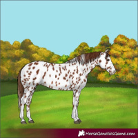Horse Color:Chestnut Appaloosa