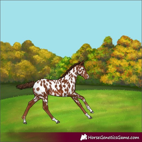 Horse Color:Chestnut Appaloosa