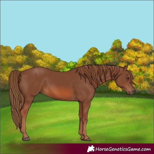 Horse Color:Chestnut 