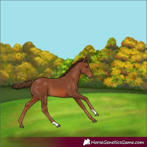 Horse Color:Chestnut 