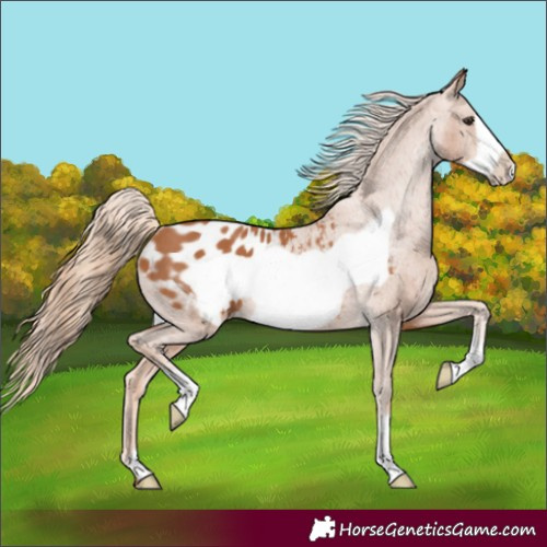 Horse Color:Chestnut Frame Appaloosa 