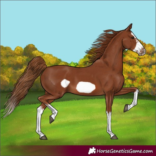 Horse Color:Chestnut Splash Frame 