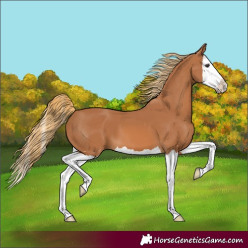 Horse Color:Chestnut Splash 
