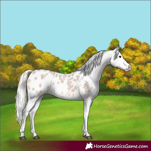 Horse Color:Silver Brown Roan Dun Blanket 