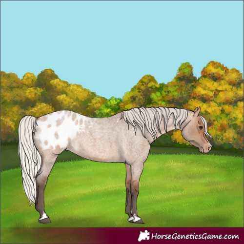 Horse Color:Silver Brown Roan Dun Appaloosa