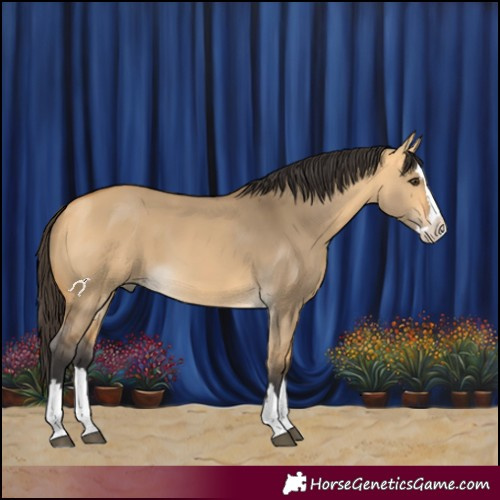 Horse Color:Buckskin Dun Splash 