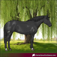 Horse Color:Black 