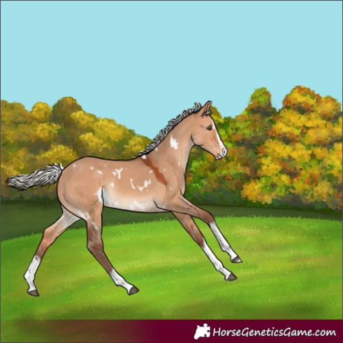 Horse Color:White Spotted Silver Bay Dun Splash Rabicano 