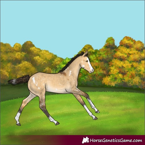 Horse Color:White Spotted Buckskin Dun Splash Rabicano