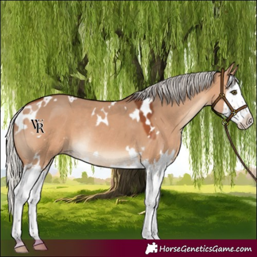Horse Color:White Spotted Silver Bay Dun Splash Rabicano 