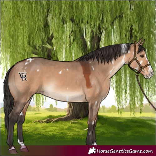 Horse Color:White Spotted Bay Dun Splash Rabicano