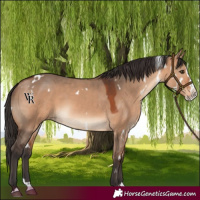 Horse Color:White Spotted Bay Dun Splash Rabicano 