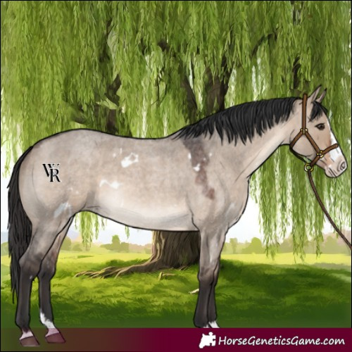 Horse Color:White Spotted Brown Roan Dun Splash Rabicano 