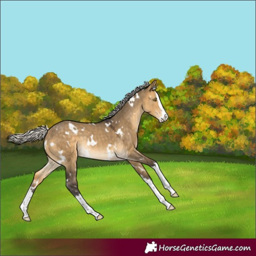Horse Color:White Spotted Silver Buckskin Dun Splash Rabicano