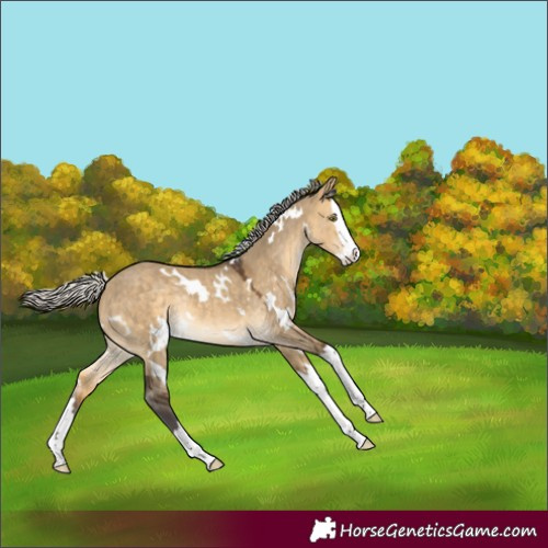 Horse Color:White Spotted Silver Buckskin Dun Splash Rabicano 