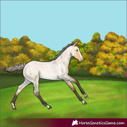Horse Color:White Spotted Silver Buckskin Roan Dun Splash Rabicano 