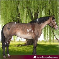 Horse Color:White Spotted Brown Dun Splash Rabicano 
