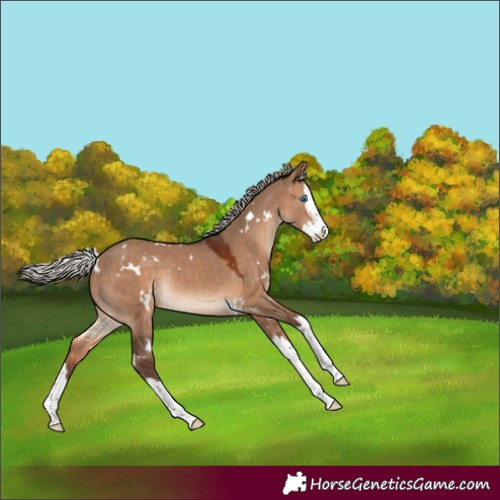 Horse Color:White Spotted Silver Brown Dun Splash Rabicano