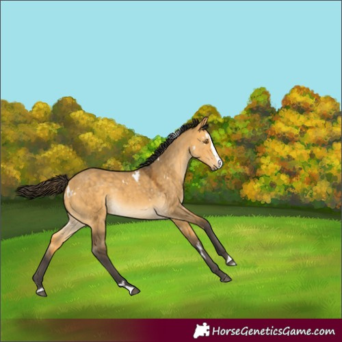 Horse Color:White Spotted Buckskin Dun Splash Rabicano