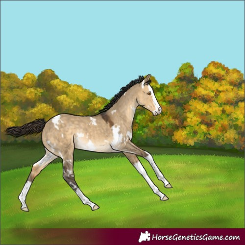 Horse Color:White Spotted Buckskin Dun Splash Rabicano 