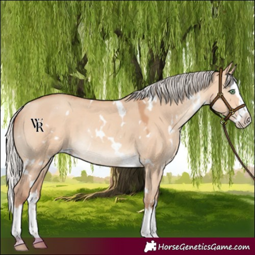 Horse Color:White Spotted Silver Amber Champagne Dun Splash Rabicano 