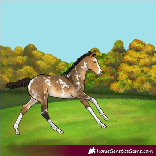 Horse Color:Gray White Spotted Buckskin Dun Splash Rabicano 
