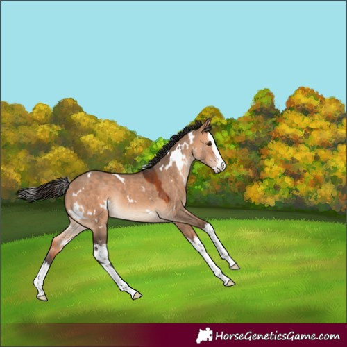 Horse Color:White Spotted Bay Dun Splash Rabicano 