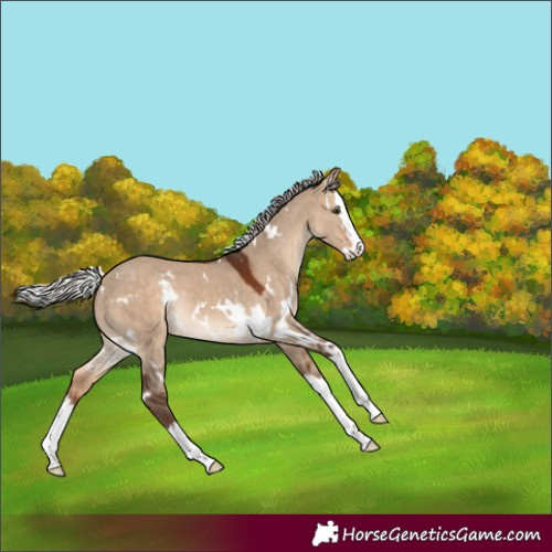 Horse Color:White Spotted Silver Brown Dun Splash Rabicano