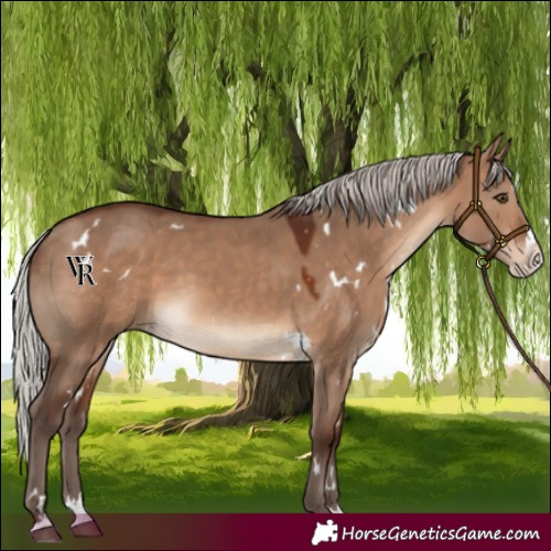 Horse Color:White Spotted Silver Brown Dun Splash Rabicano