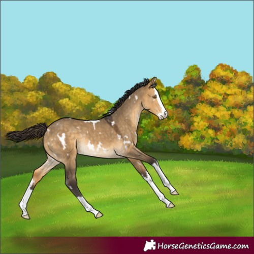 Horse Color:White Spotted Buckskin Dun Splash Rabicano