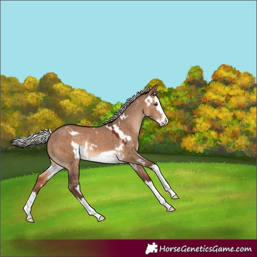 Horse Color:White Spotted Silver Bay Dun Splash Frame Rabicano